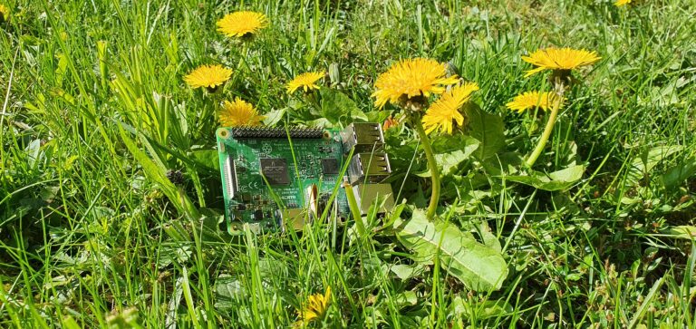 a digital device and dandelions